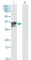 HPX Antibody (monoclonal) (M01)